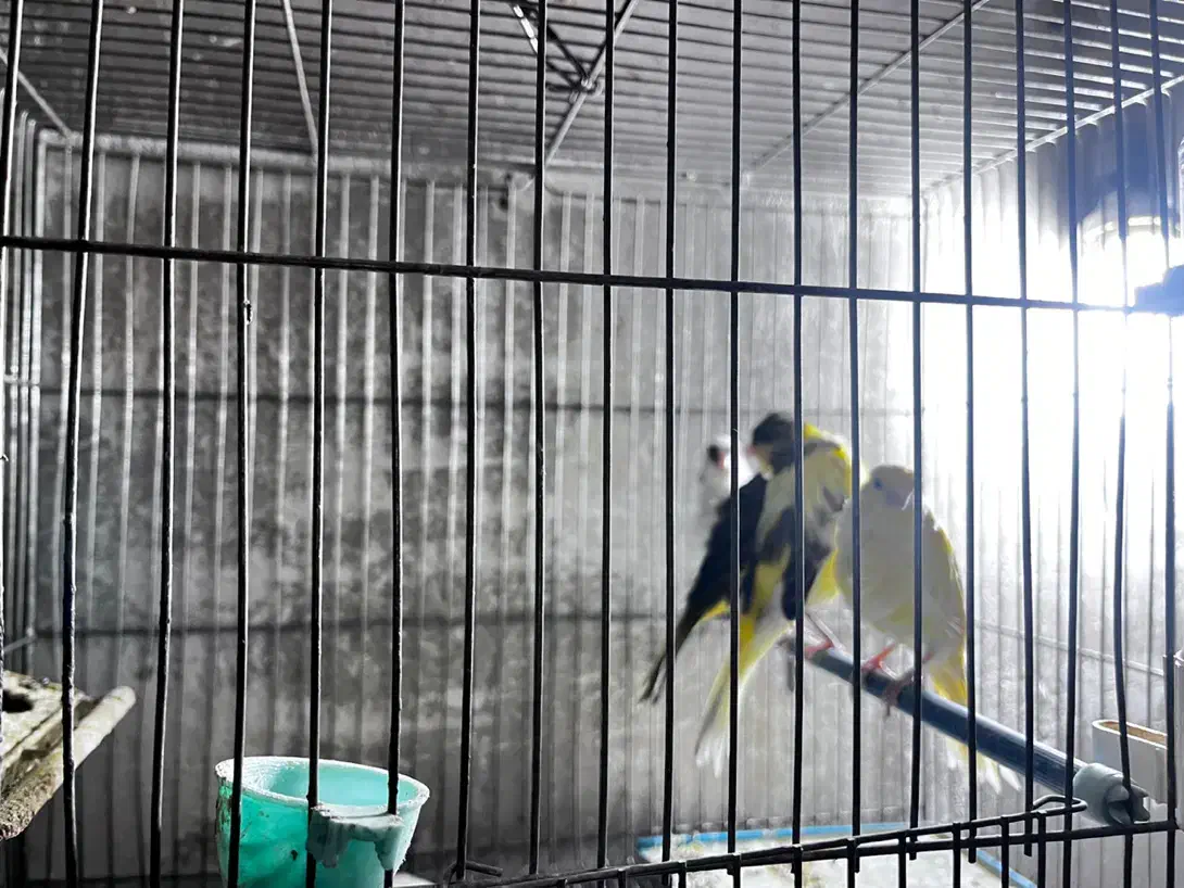 قناری فر|پرنده|مبارکه, |دیوار