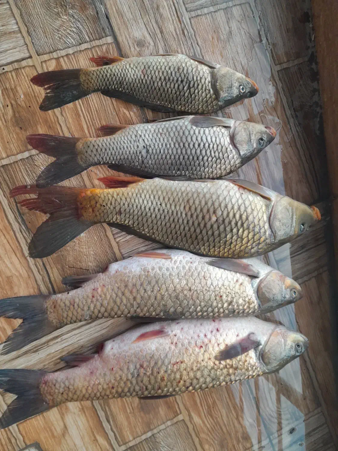 فروش ماهی آمور و کپور وحشی ارگانیک|ماهی|آمل, |دیوار