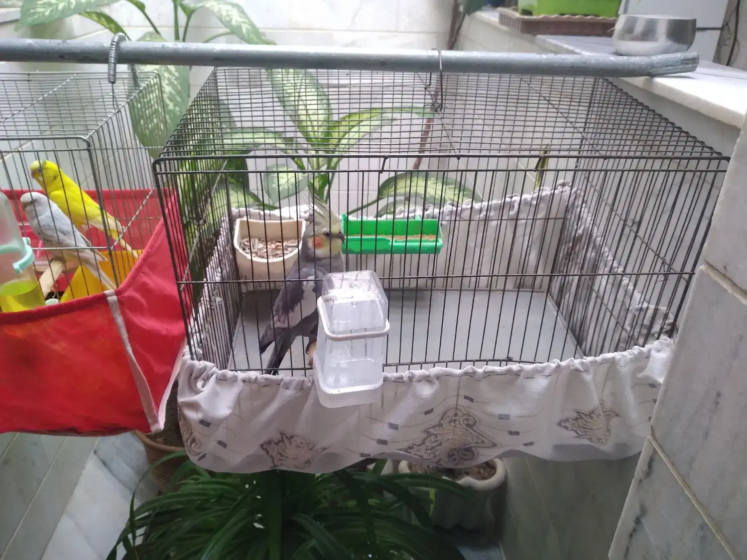 عروس هلندی نر سخنگو به فروش میرسد|پرنده|سنقر, |دیوار