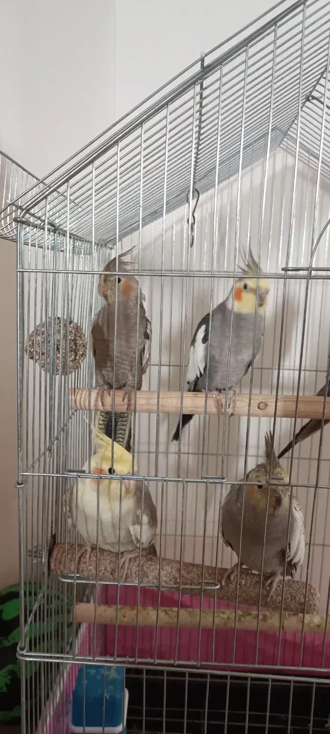 عروس هلندی مولد|پرنده|تهران, حشمتیه|دیوار