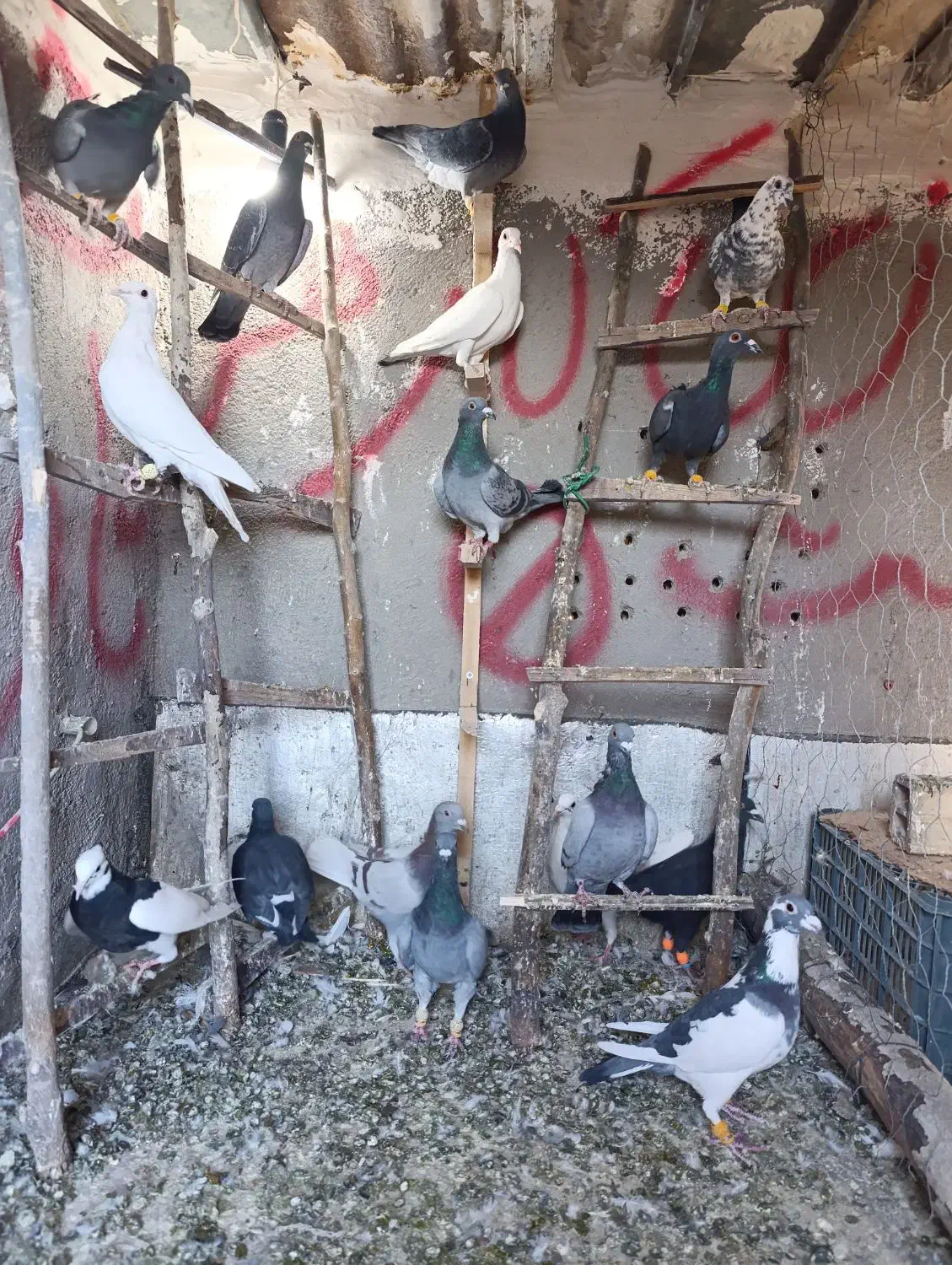 کفتر|پرنده|تاکستان, |دیوار