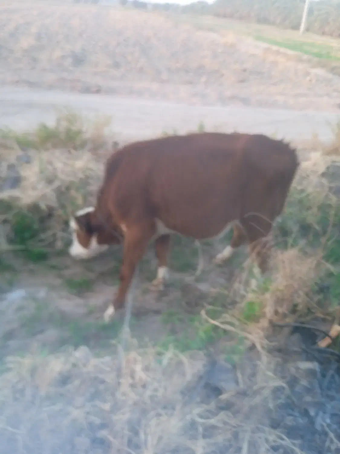 گاو فروشی|حیوانات مزرعه|دلگان, |دیوار