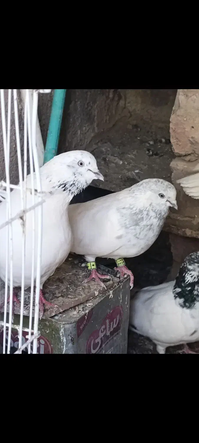 کبوتر خالسبز عتیقه|پرنده|خاش, |دیوار