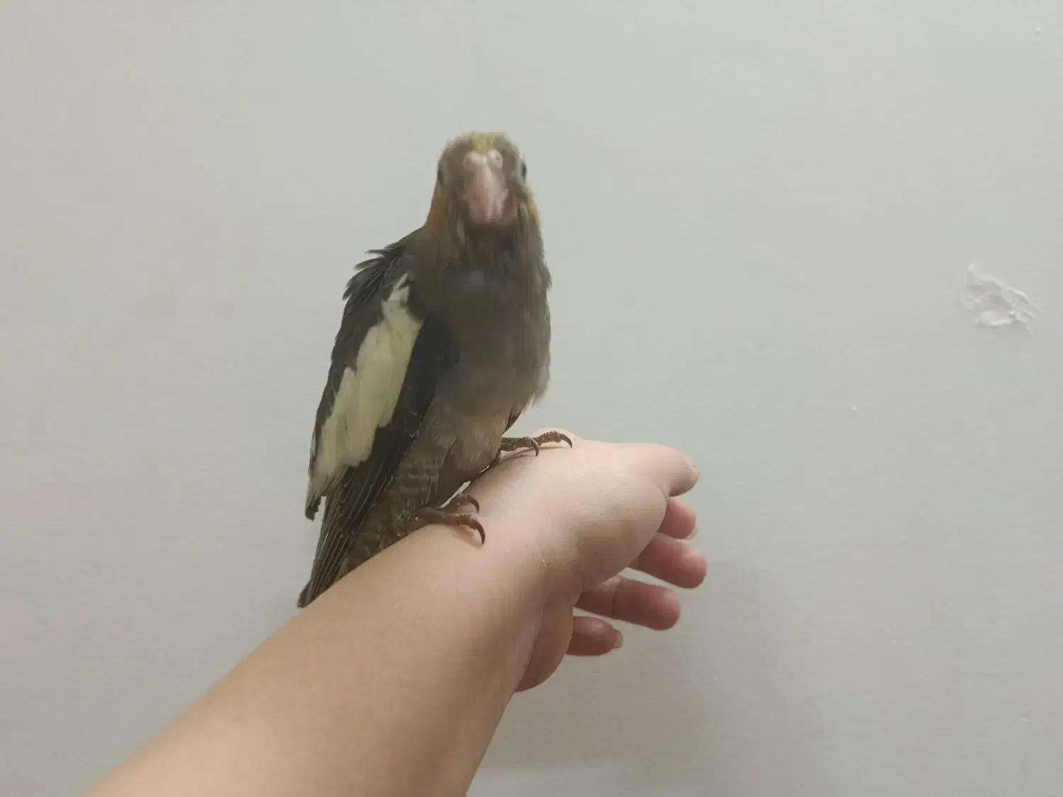 ۳۰ روزه ۳۷ روزه|پرنده|بروجرد, |دیوار