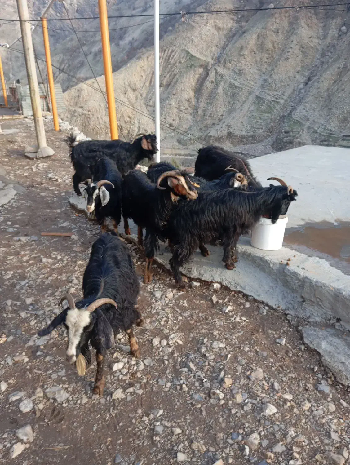 بز و بزغاله|حیوانات مزرعه|جوانرود, |دیوار