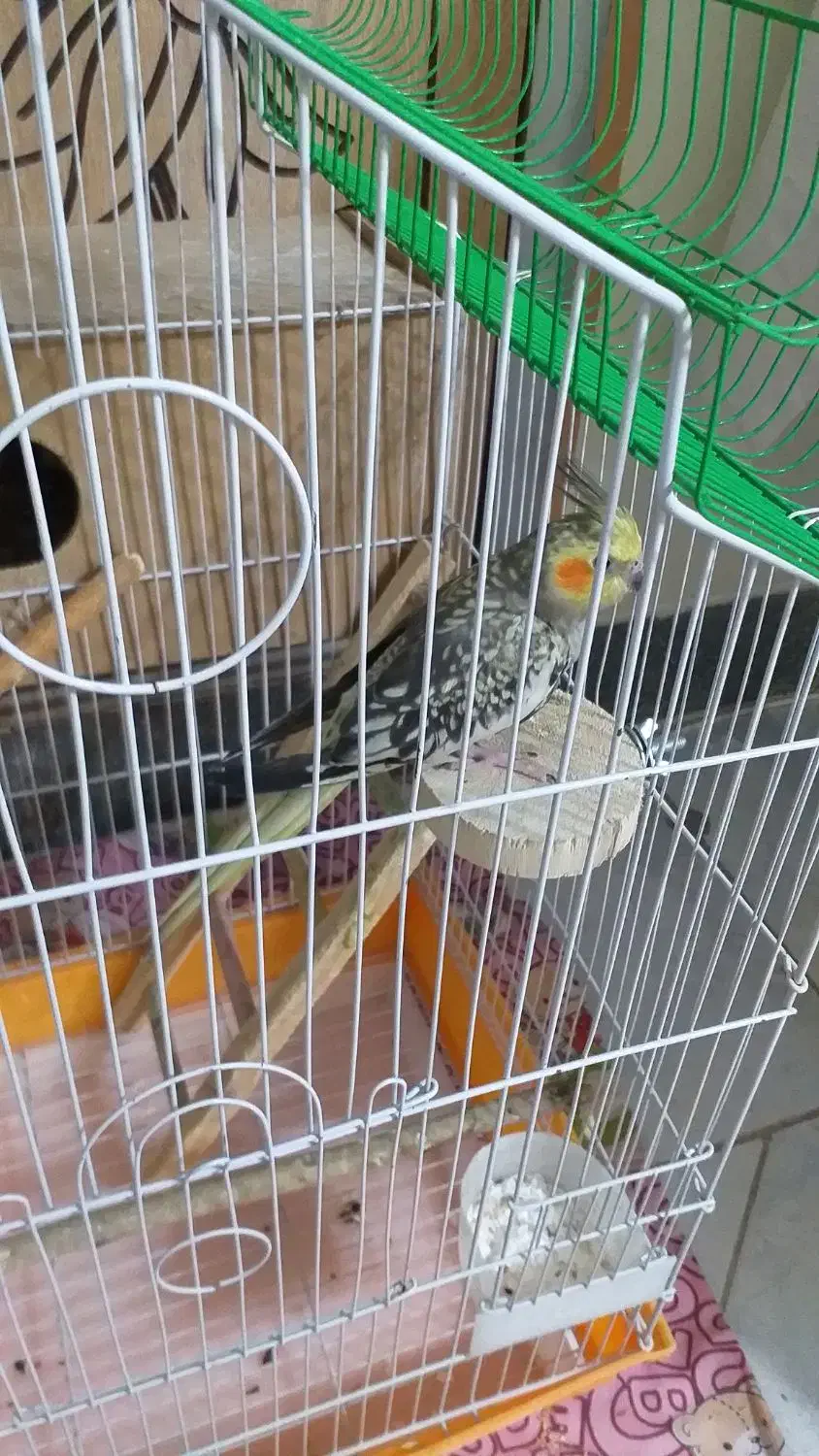 عروس هلندی نر و ماده بالغ جوجه داده|پرنده|اصفهان, باغ فدک|دیوار