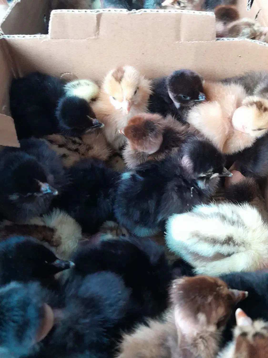 جوجه دوروزه گردن لخت وساده|حیوانات مزرعه|دهدشت, |دیوار