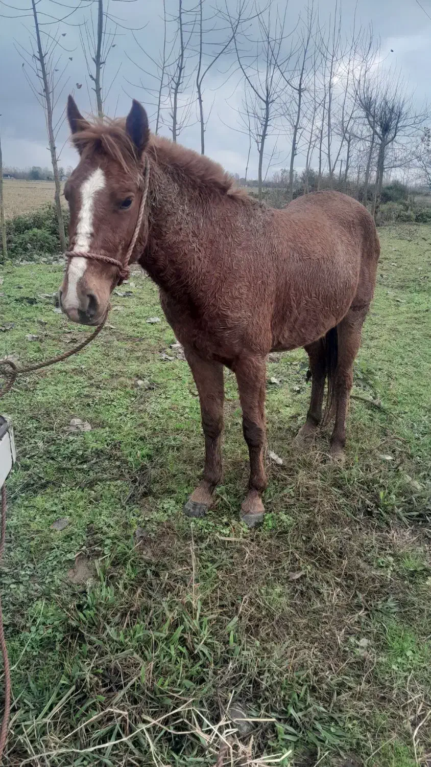 اسب کره نریان|اسب و تجهیزات اسب‌سواری|تولم شهر, |دیوار