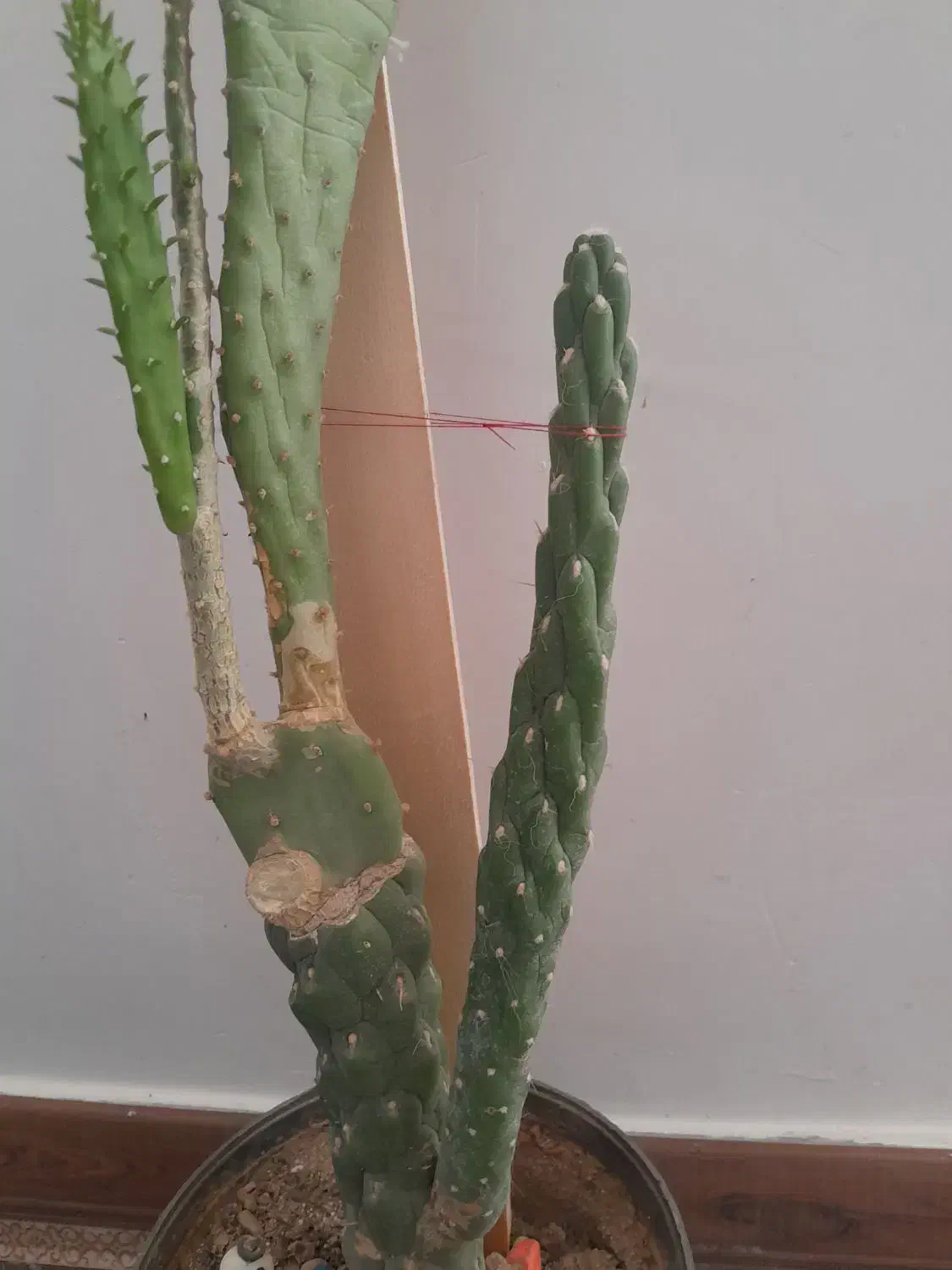 گل کاکتوس|گل و گیاه طبیعی|ساروق, |دیوار