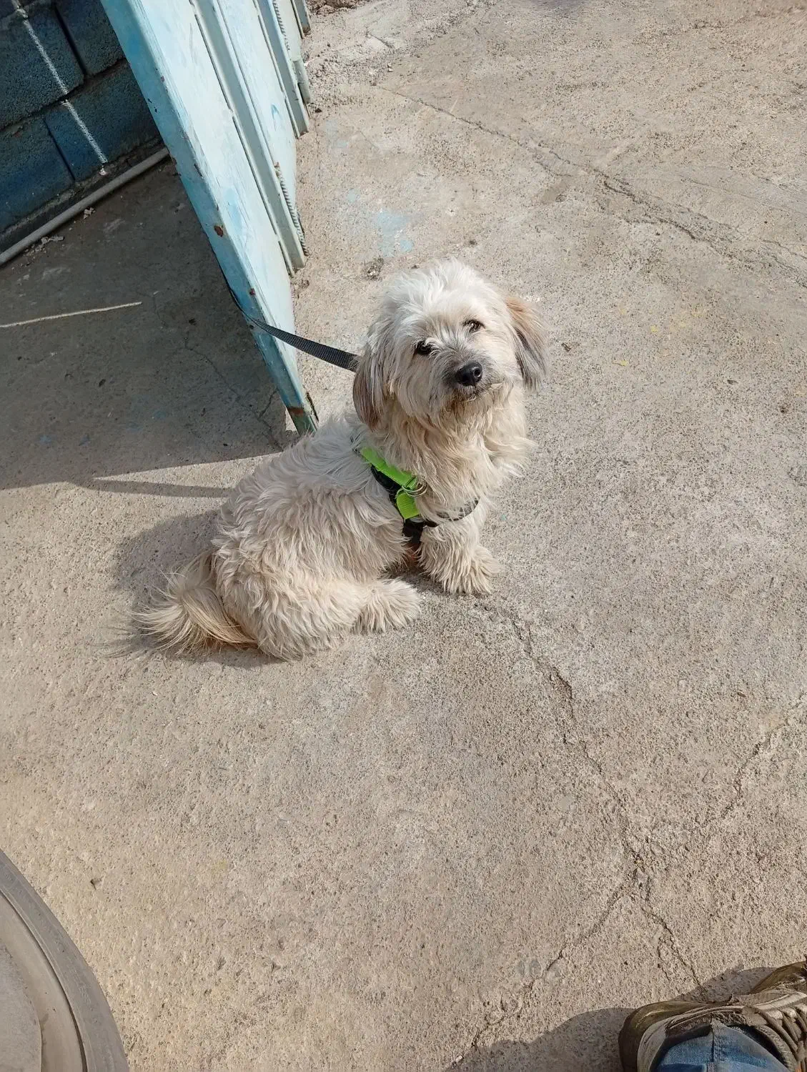 سگ پشمالو|سگ|یزد, |دیوار