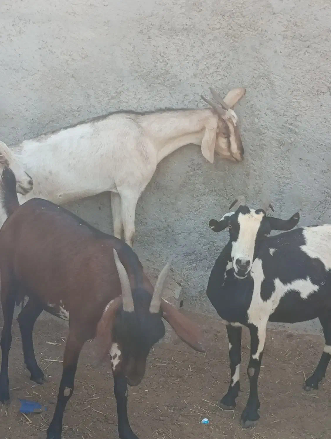 بز کهردار وبز ابسن نزدیک در جم|حیوانات مزرعه|جم, |دیوار