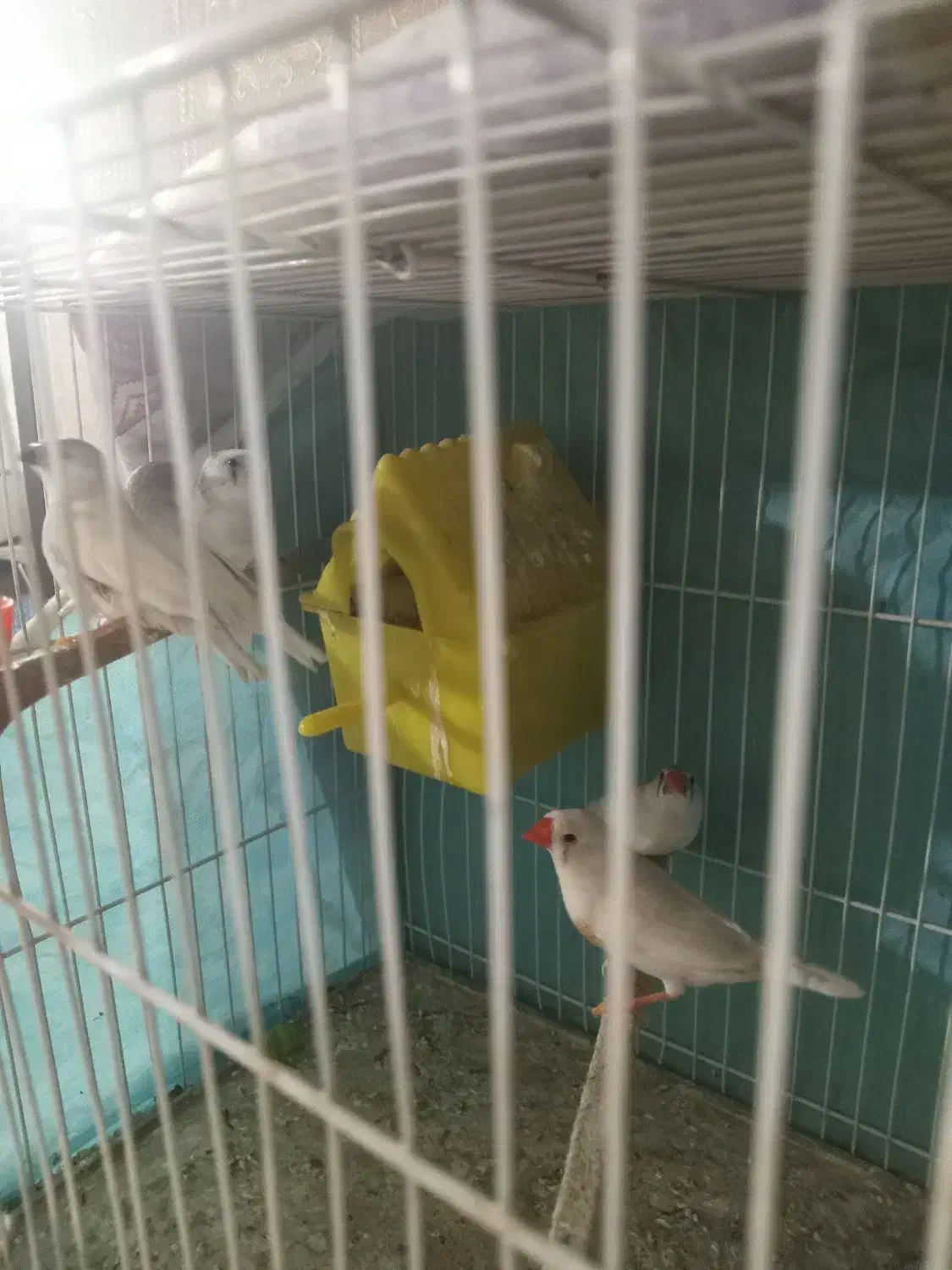 دوجفت فنچ سفید کینگ درشت  نروماده چینگ قرمز|پرنده|مشهد, مصلی (کارمندان اول)|دیوار