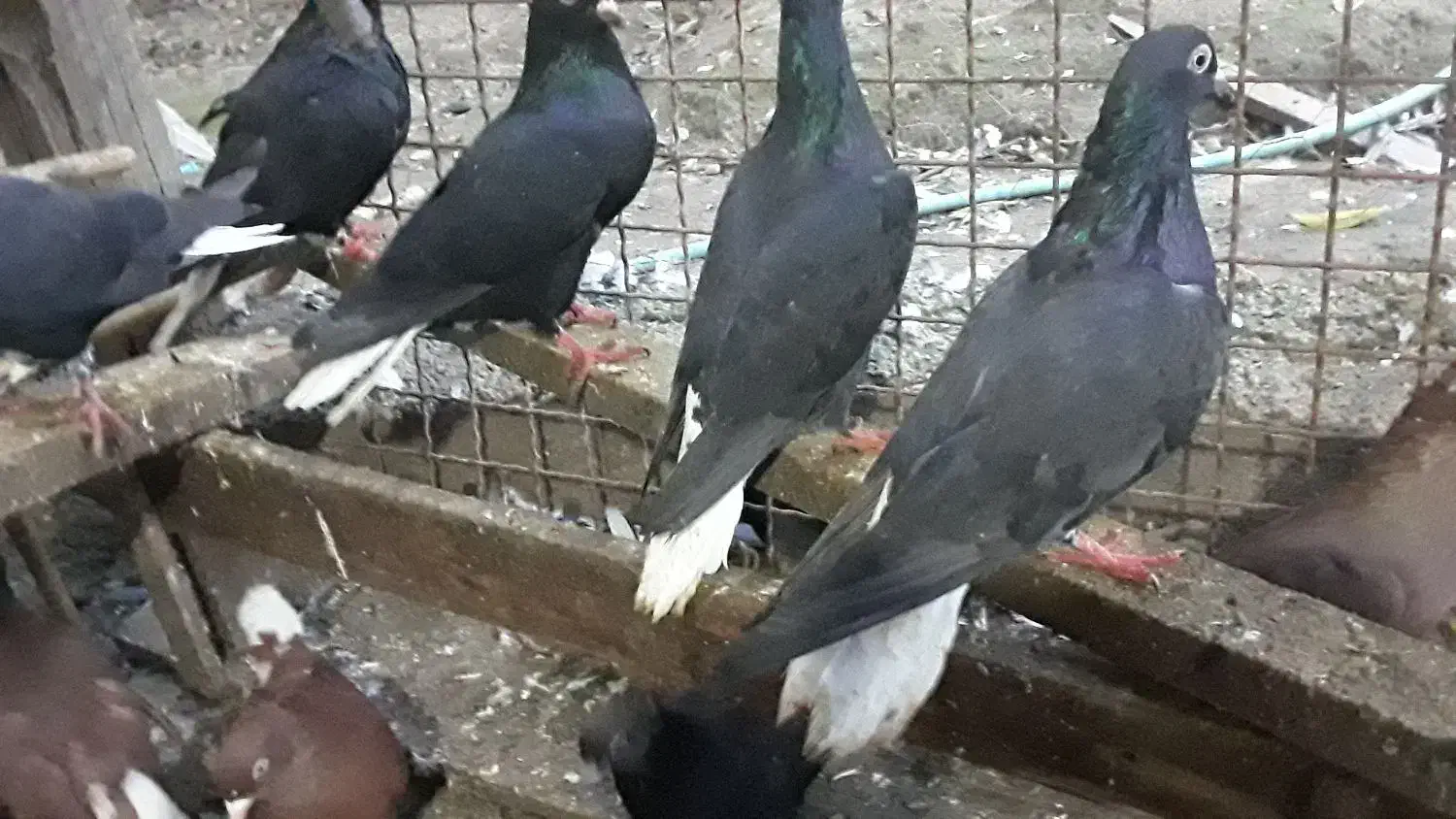 زاغدمسفید وسرخ وسروردومسفید|پرنده|ساری, |دیوار