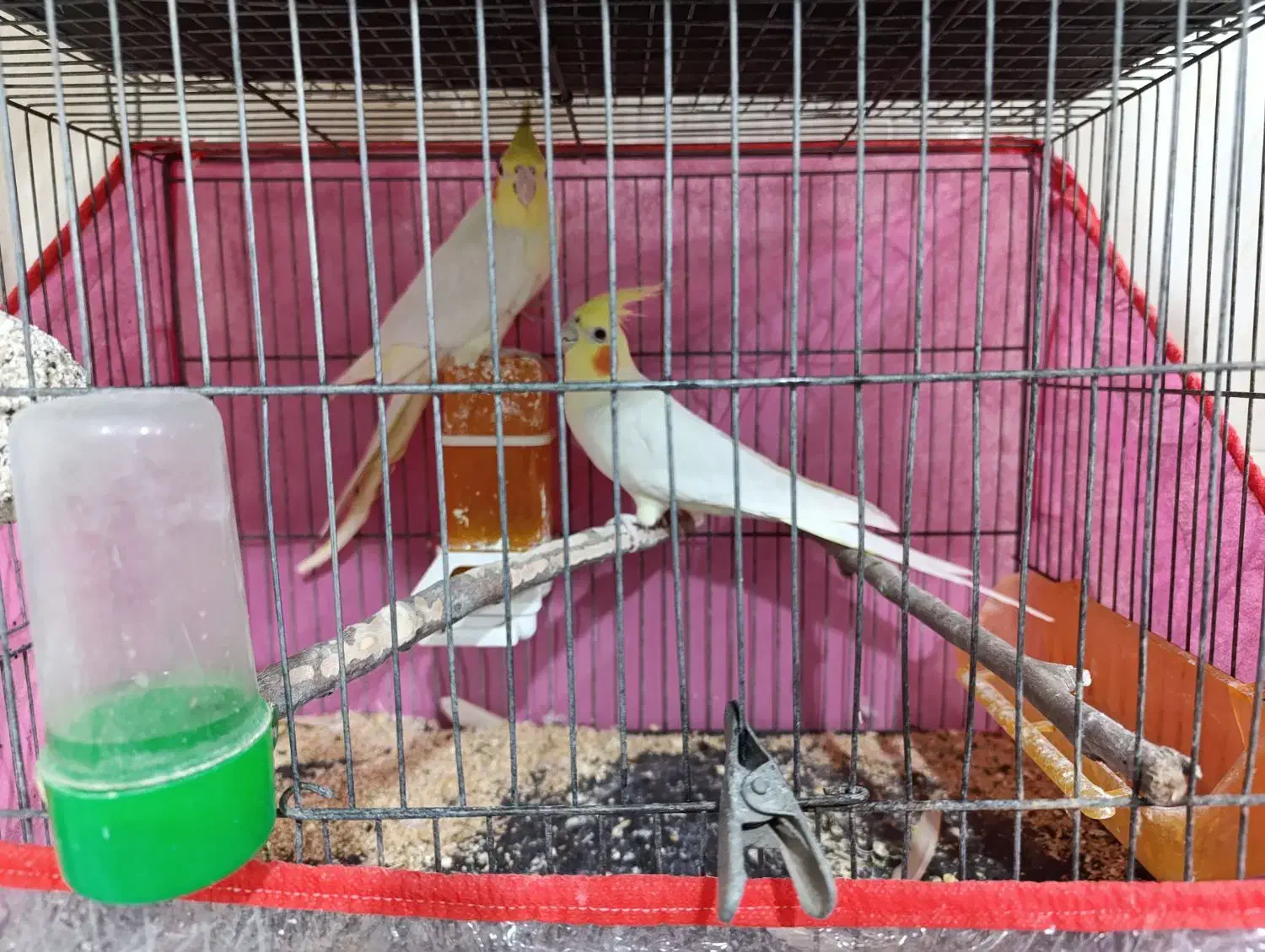 جفت عروس هلندی|پرنده|بردسکن, |دیوار