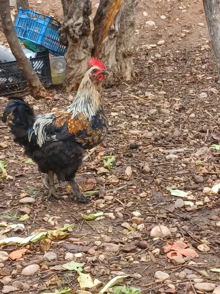 خروس برهما|حیوانات مزرعه|شیراز, میرزاکوچک خان|دیوار