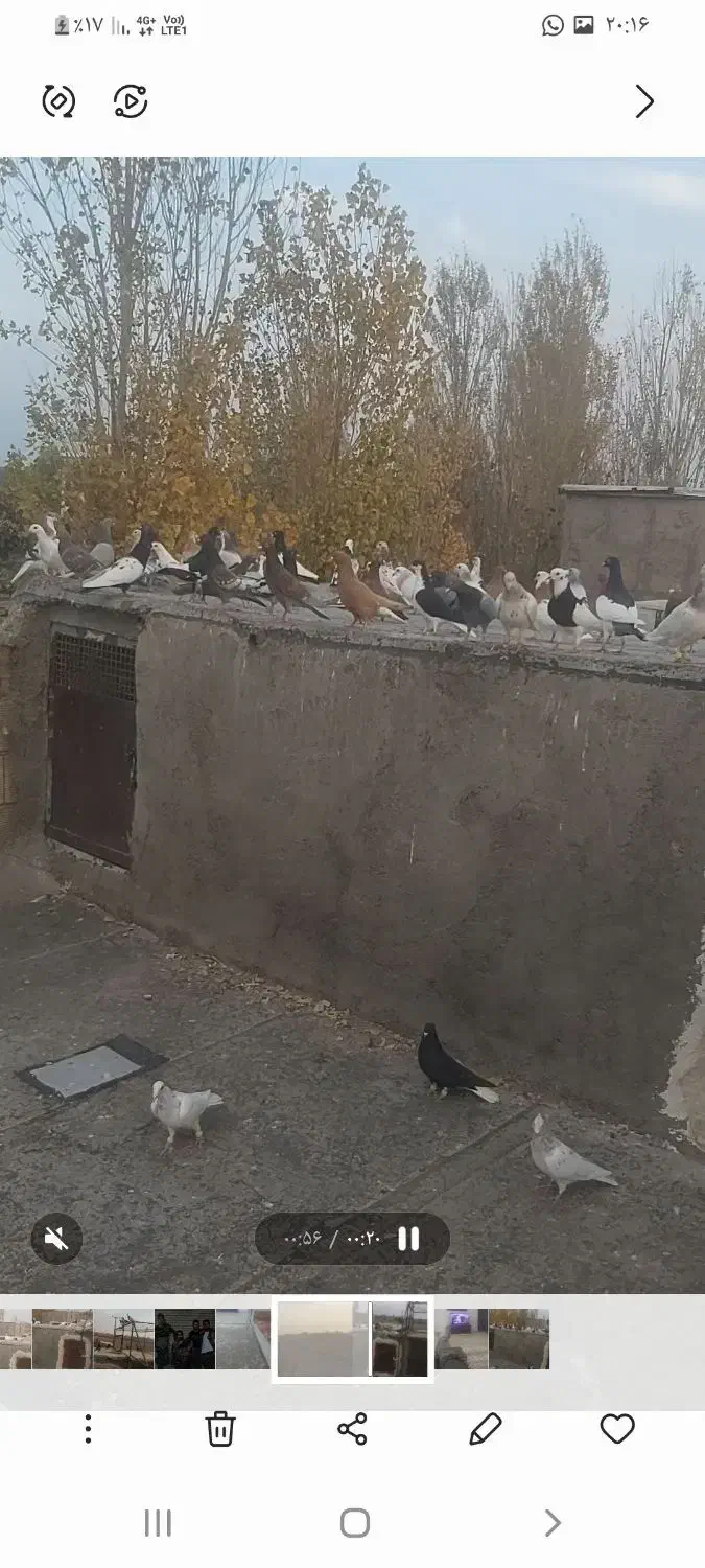 کفتر|پرنده|تاکستان, |دیوار