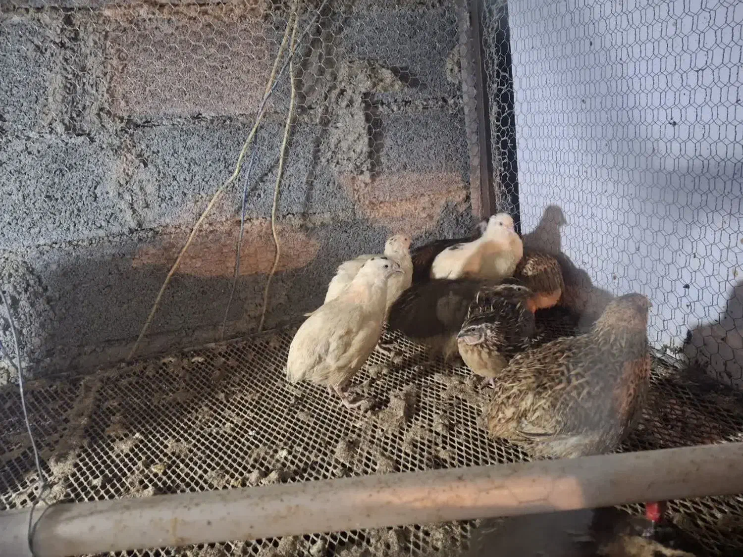 بلدرچین سفید|حیوانات مزرعه|بابل, |دیوار