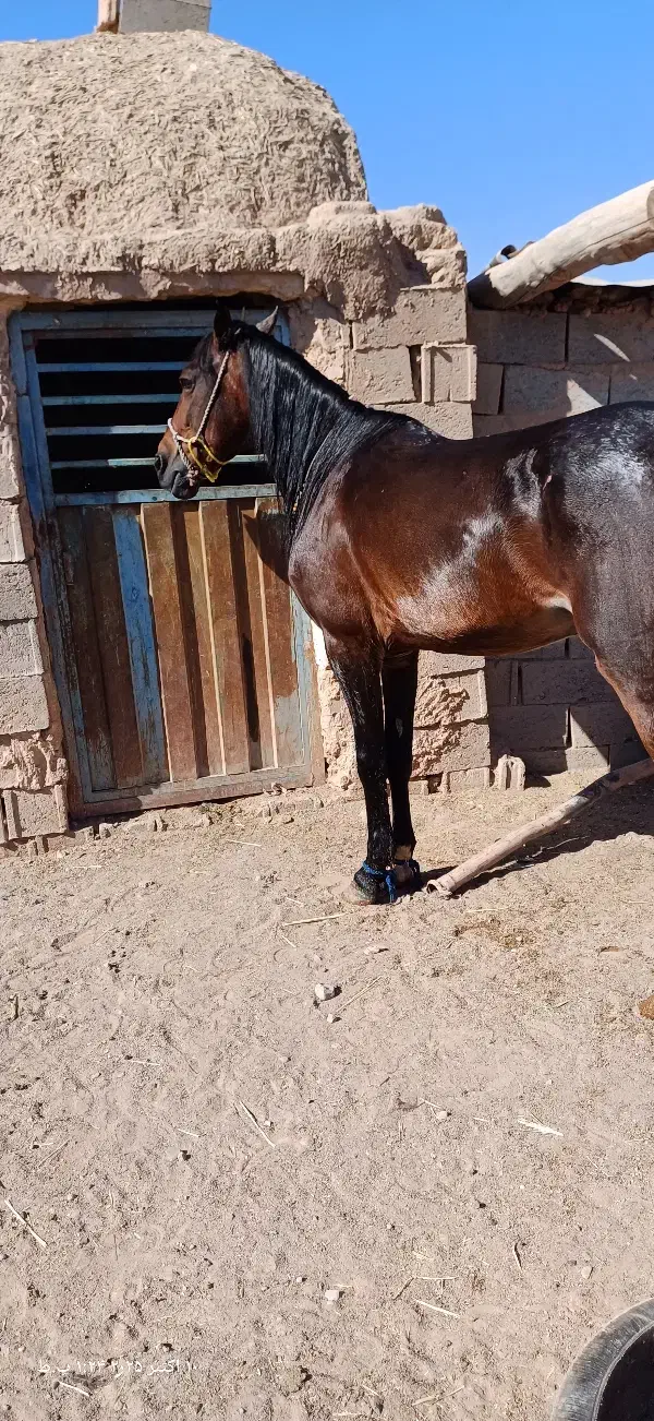 نریون فروشی  سن ۴ سال خیلی اروم بدون اخلاق|اسب و تجهیزات اسب‌سواری|خواف, |دیوار
