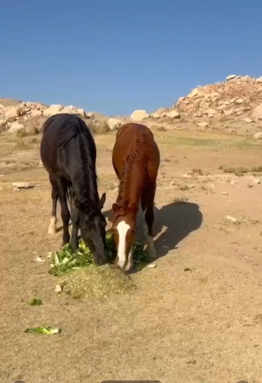 فروش چند راس مادیان و نریان.کره|اسب و تجهیزات اسبسواری|آبعلی, |دیوار