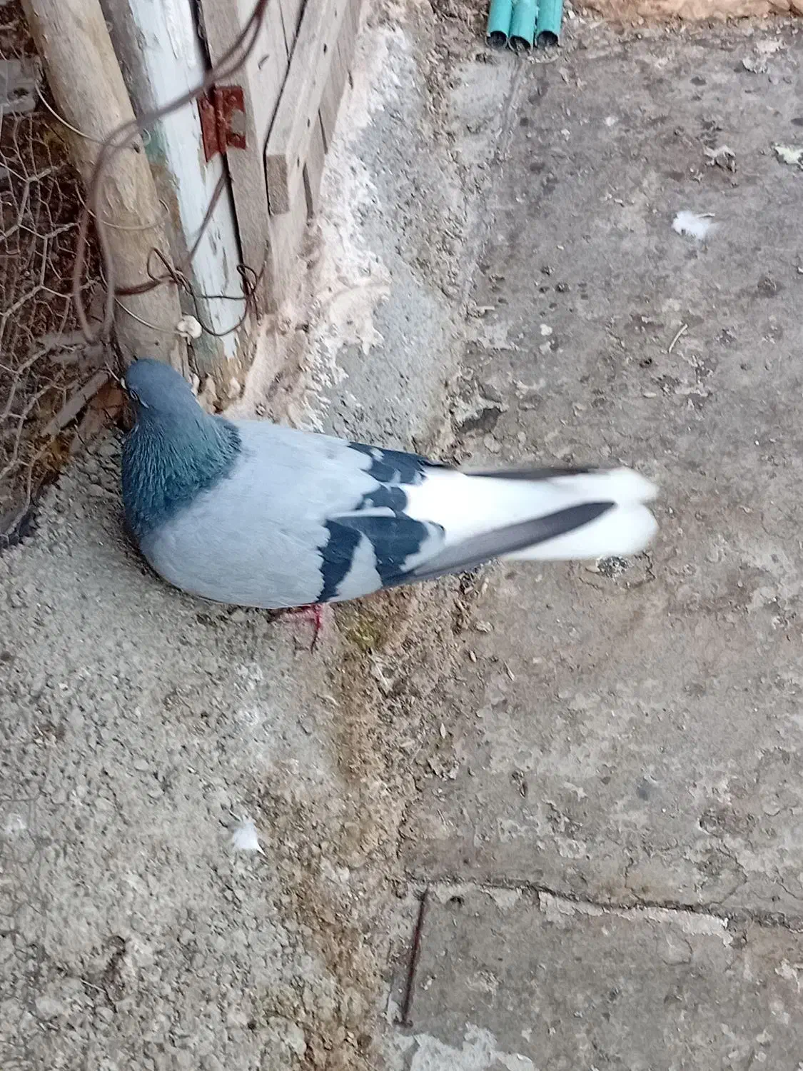 دم سفید|پرنده|هشترود, |دیوار