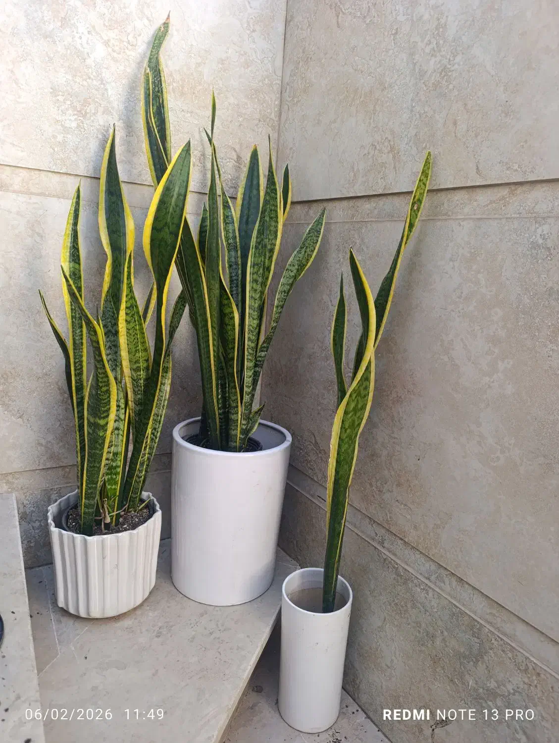 باباادم|گل و گیاه طبیعی|نیشابور, شهید بهشتی|دیوار