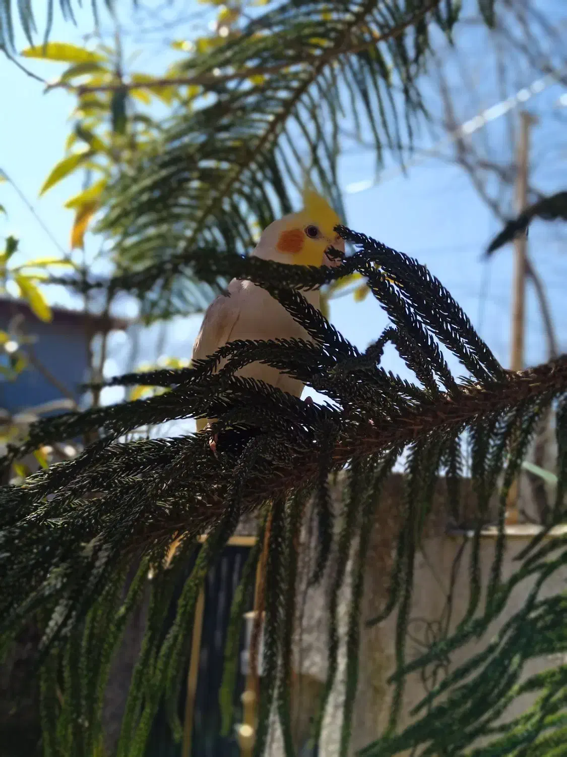 دو عدد عروس هلندی|پرنده|کلارآباد, |دیوار