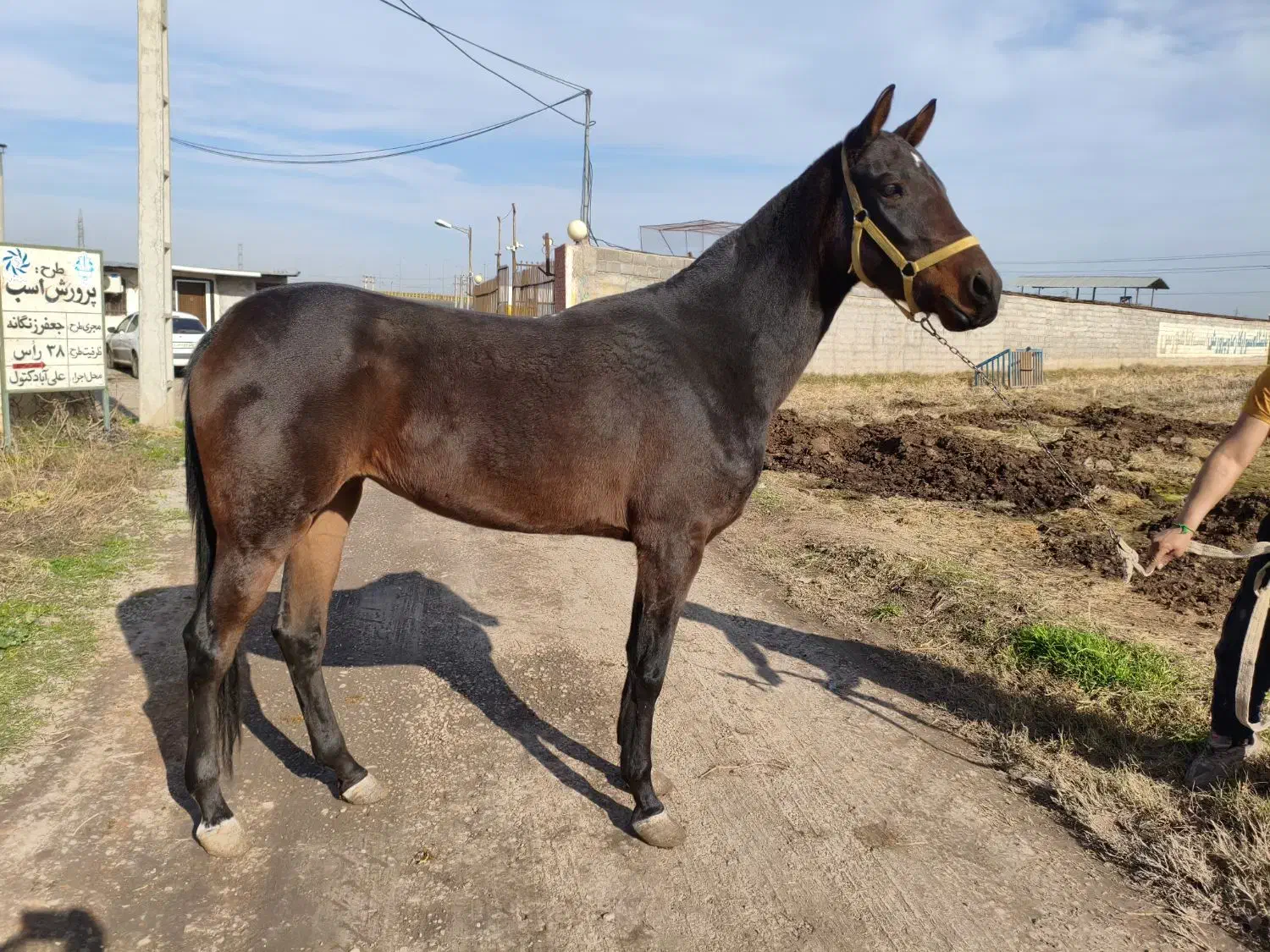 اسب|اسب و تجهیزات اسب‌سواری|علی‌آباد کتول, |دیوار