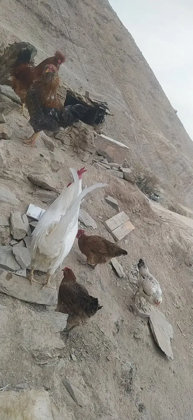 خروس|حیوانات مزرعه|درمیان, |دیوار