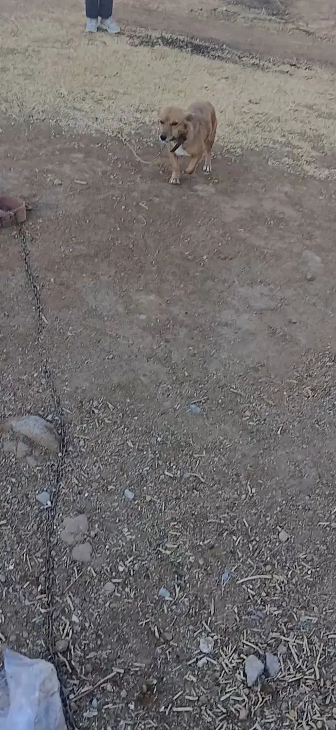 سگ پاکوتاه|سگ|تایباد, |دیوار