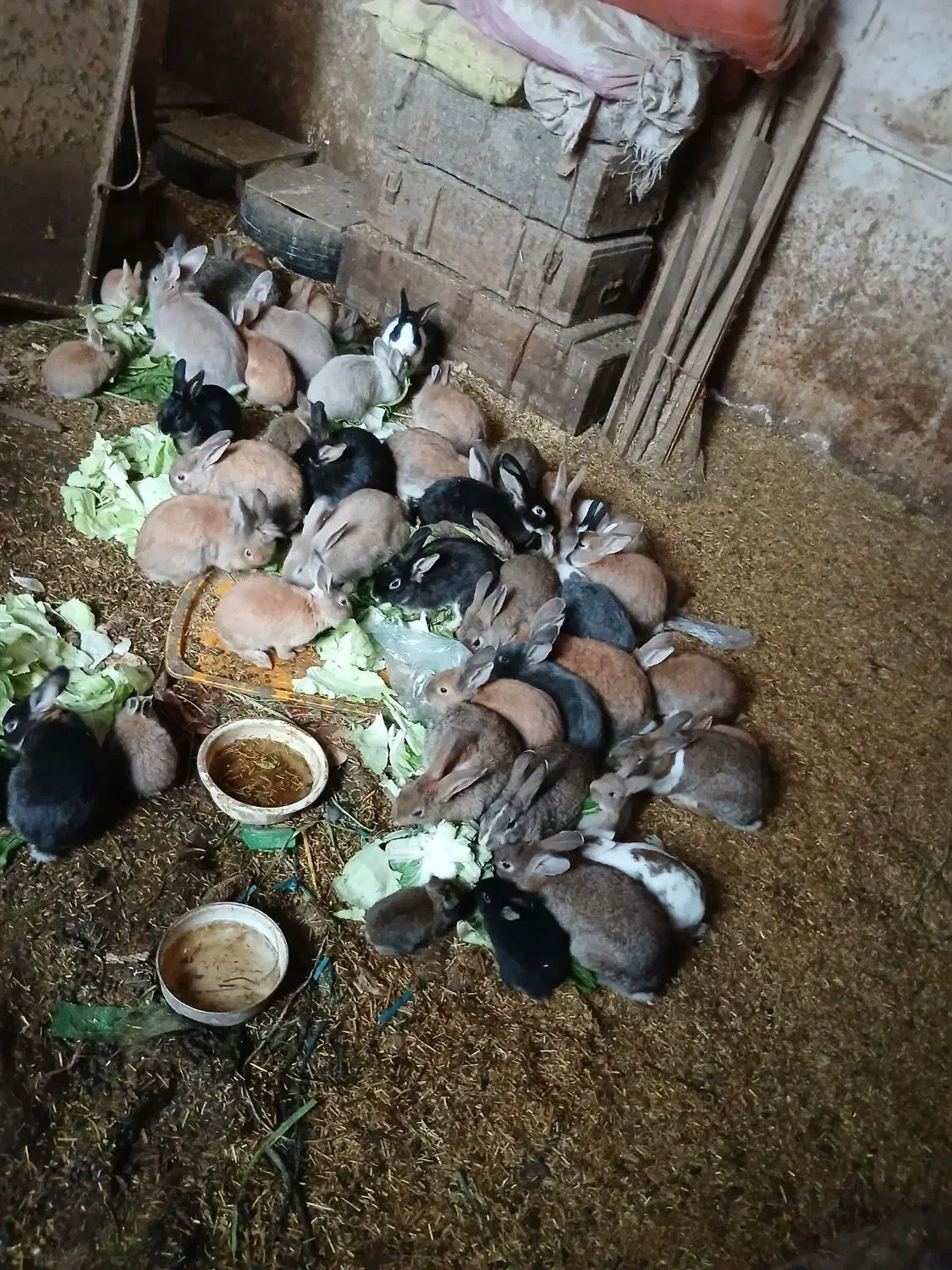 فروش خرگوش|موش و خرگوش|مریوان, |دیوار