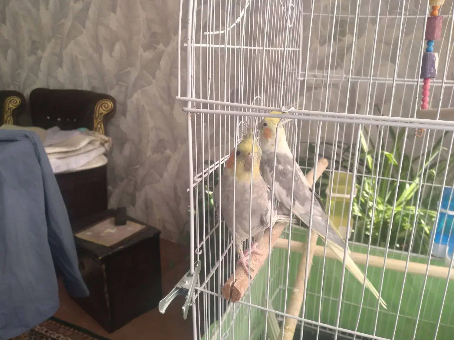 عروس هلندی سخنگو|پرنده|الیگودرز, |دیوار