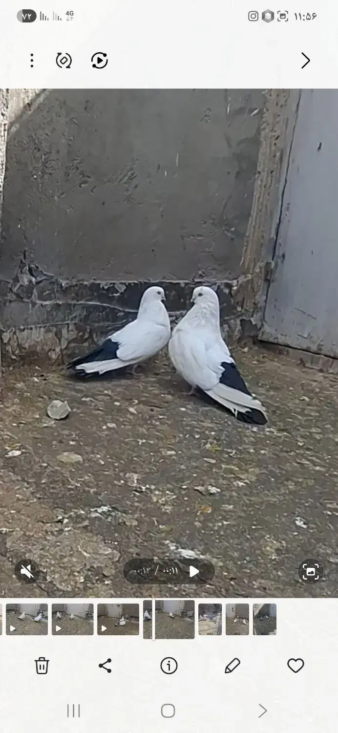 کبوتر|پرنده|میانه, |دیوار