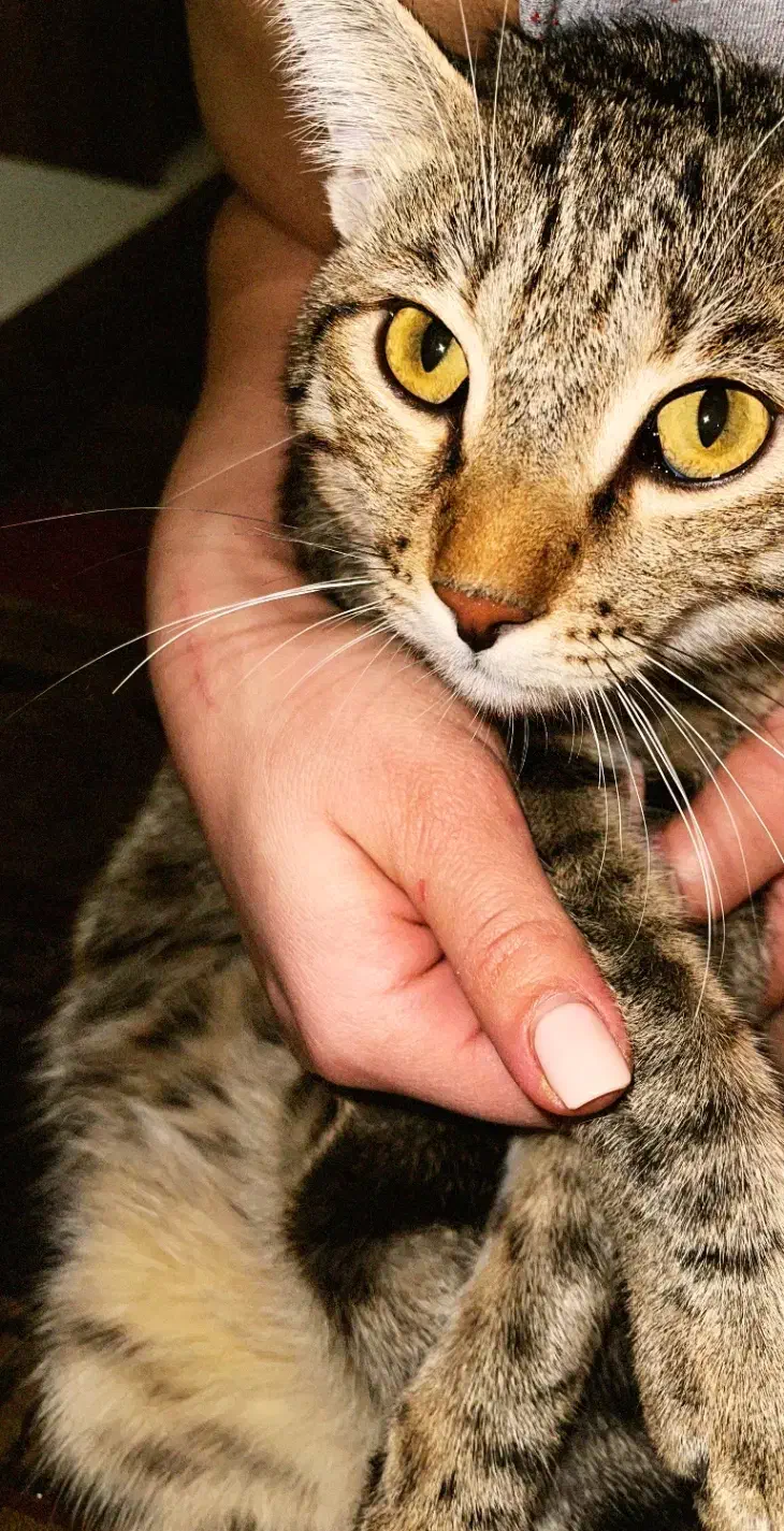 واگذاری گربه|گربه|کرمانشاه, |دیوار