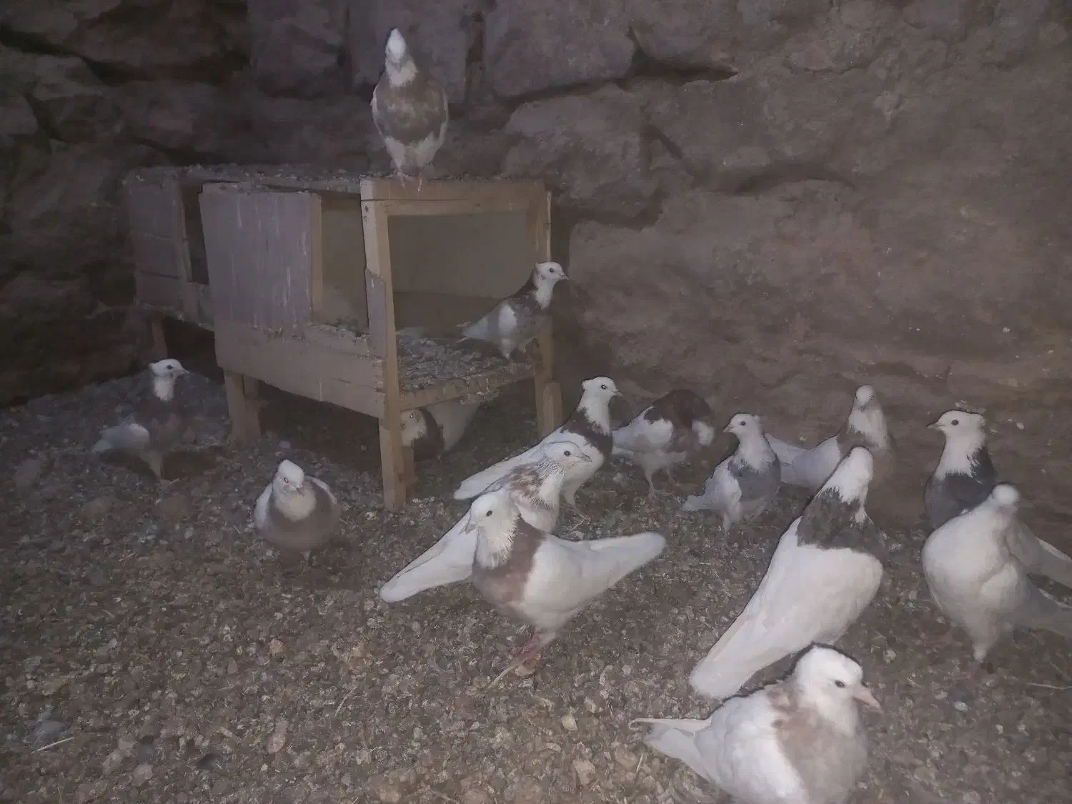 کبوتر طوقی|پرنده|بیستون, |دیوار