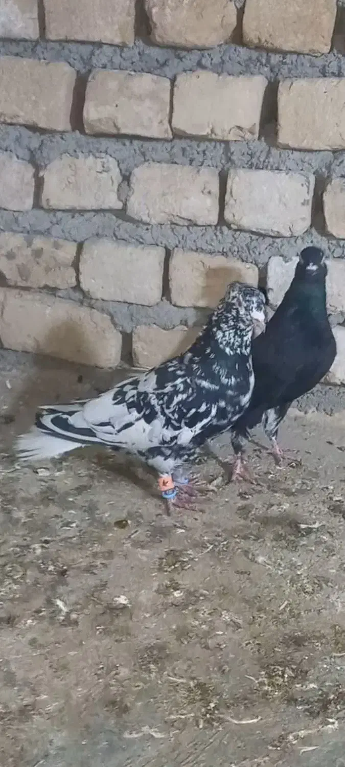 عتیغه کبوتر|پرنده|بجنورد, |دیوار