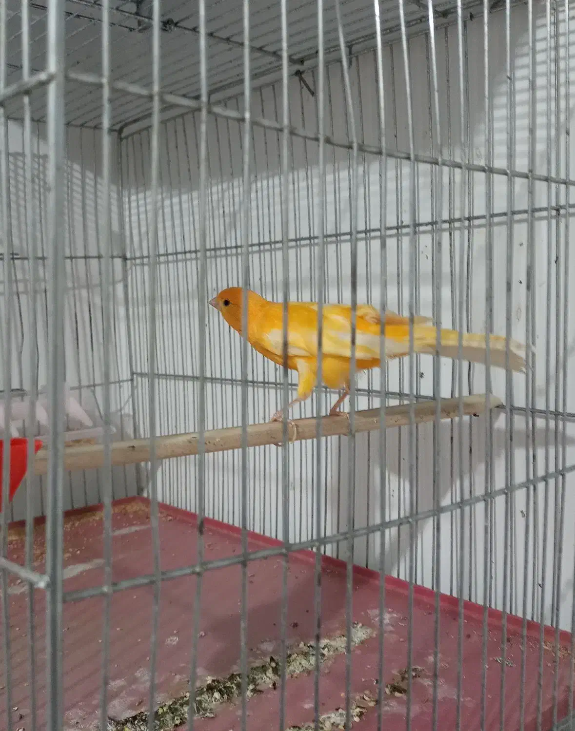 قناری نر|پرنده|بروجرد, |دیوار