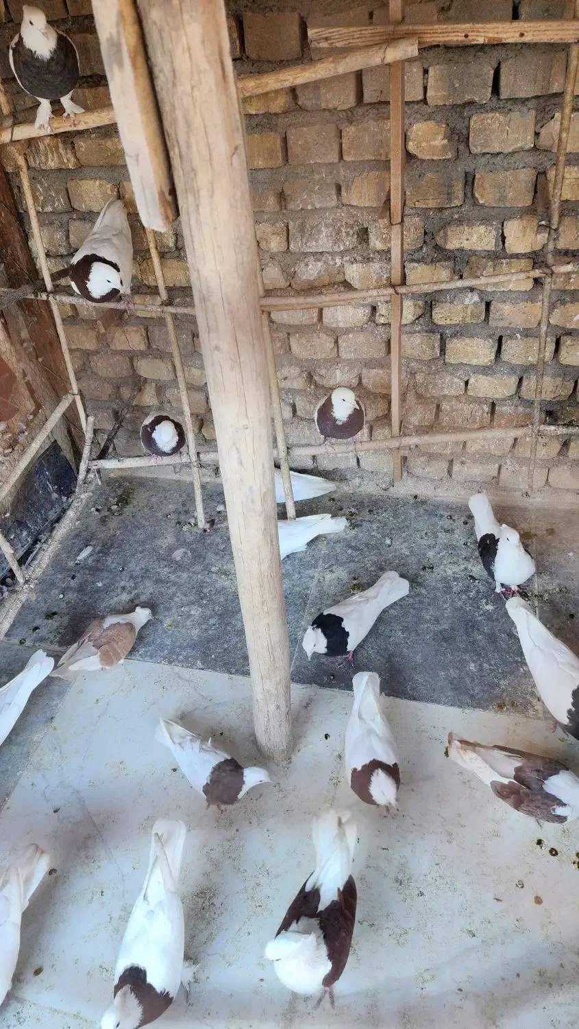 کبوتر طوقی|پرنده|یزد, |دیوار