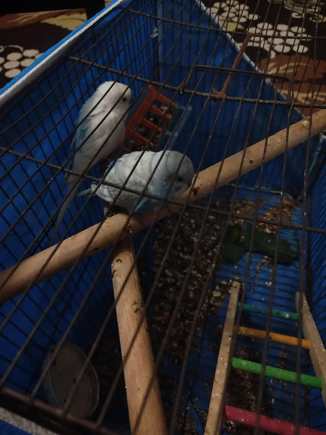 مرغ عشق|پرنده|فولادشهر, B2|دیوار