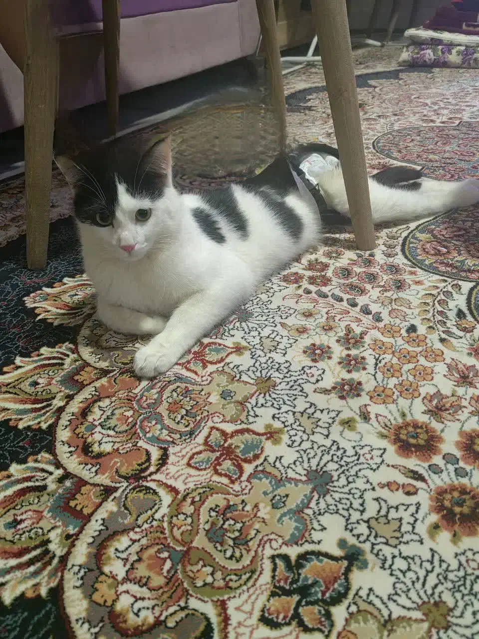 گربه گمشده|حیوانات|شاهینشهر, نظامی|دیوار