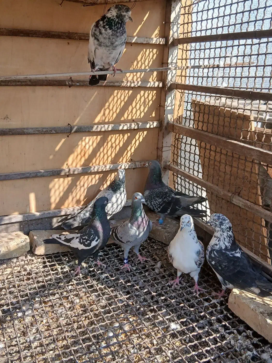 فروش ۳۱ عدد کبوتر جوان|پرنده|بندرعباس, |دیوار