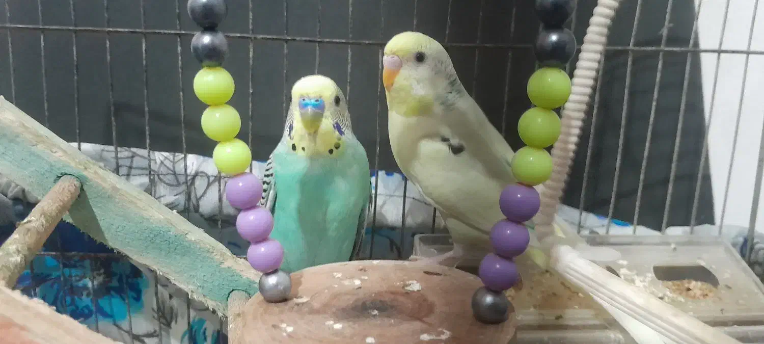 مرغ عشق|پرنده|نوشهر, |دیوار