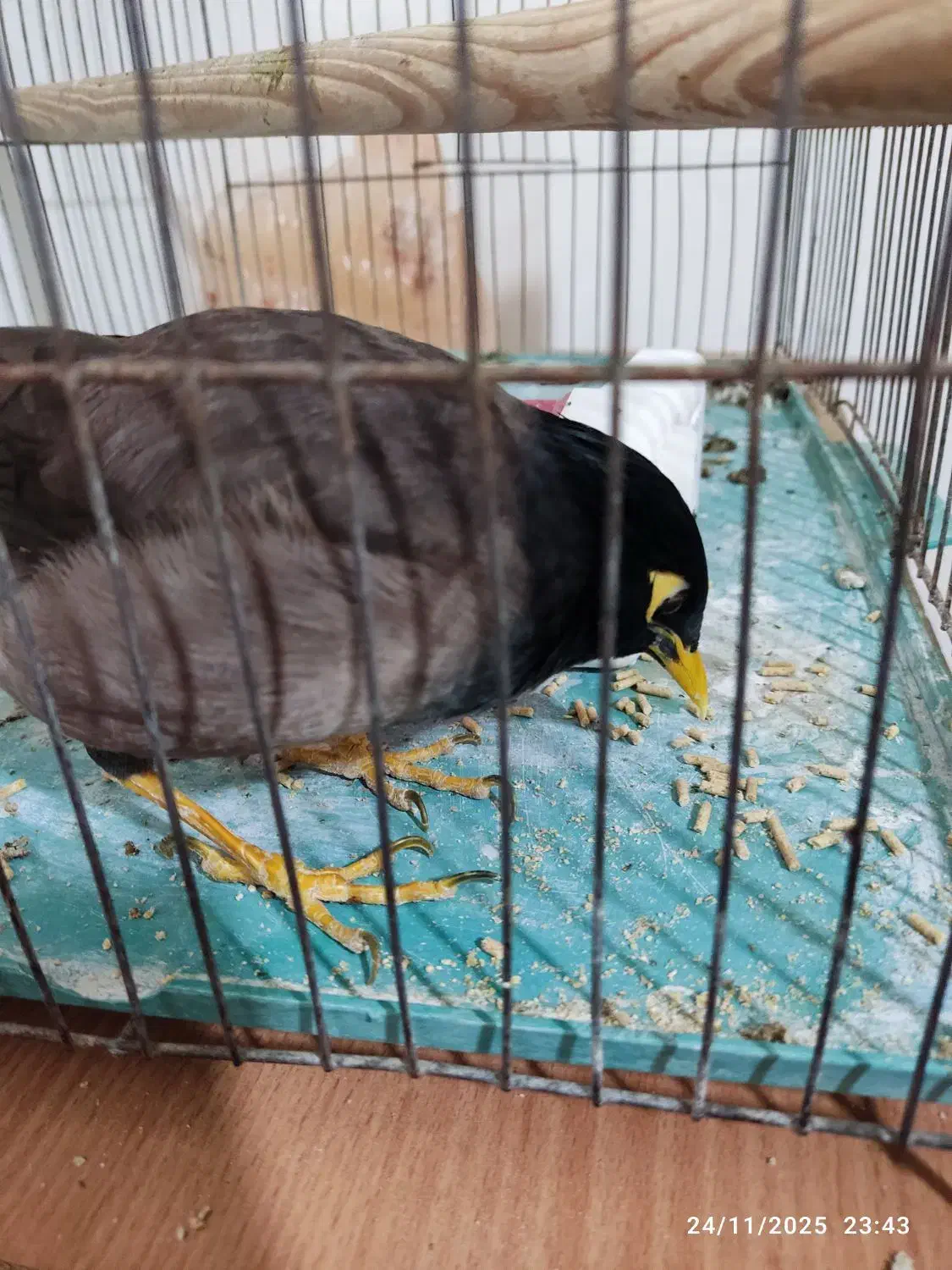 مرغ مینای سالم و سرحال|پرنده|بجنورد, |دیوار