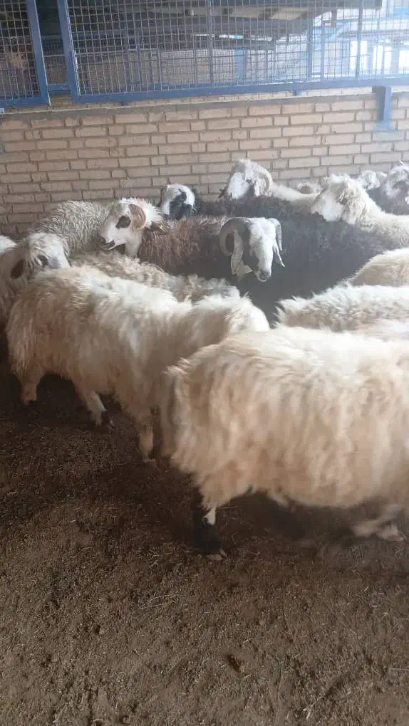 فروش گوسفند افشار زنجان و ارومیه و...|حیوانات مزرعه|کهریزک, |دیوار