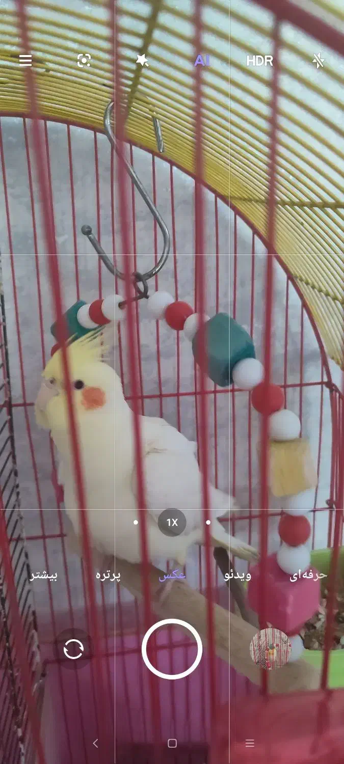 عروس هلندی نر|پرنده|تبریز, |دیوار