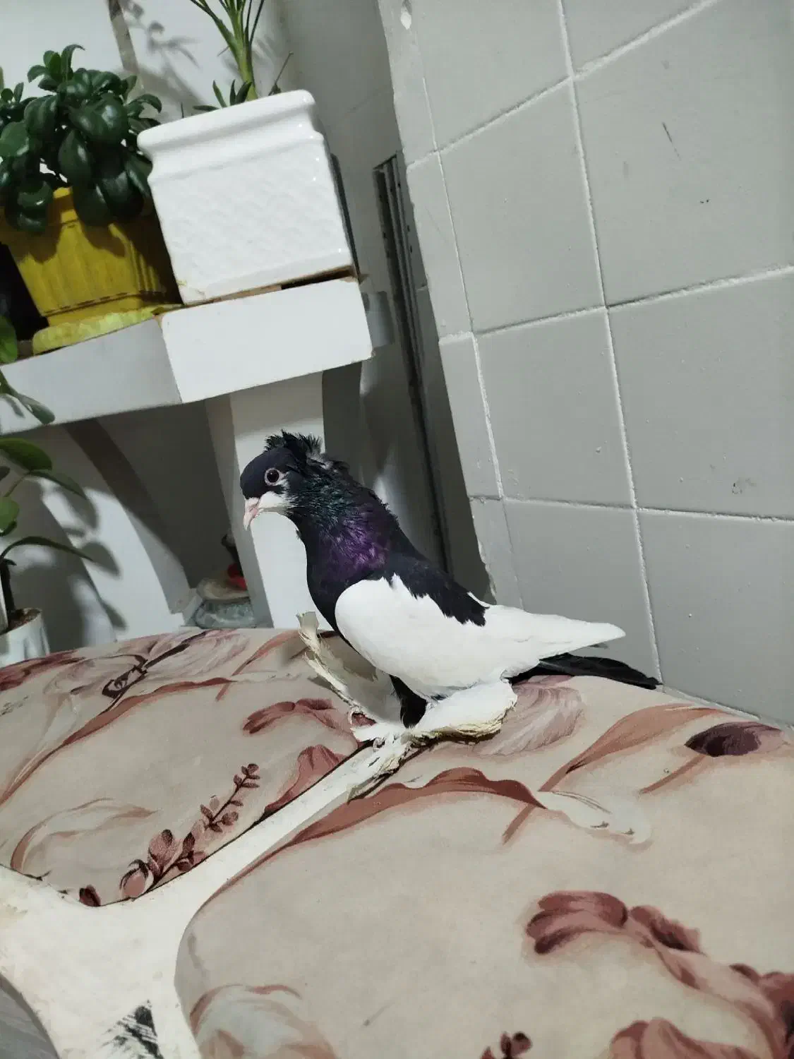 کفتر مایا|پرنده|تبریز, |دیوار