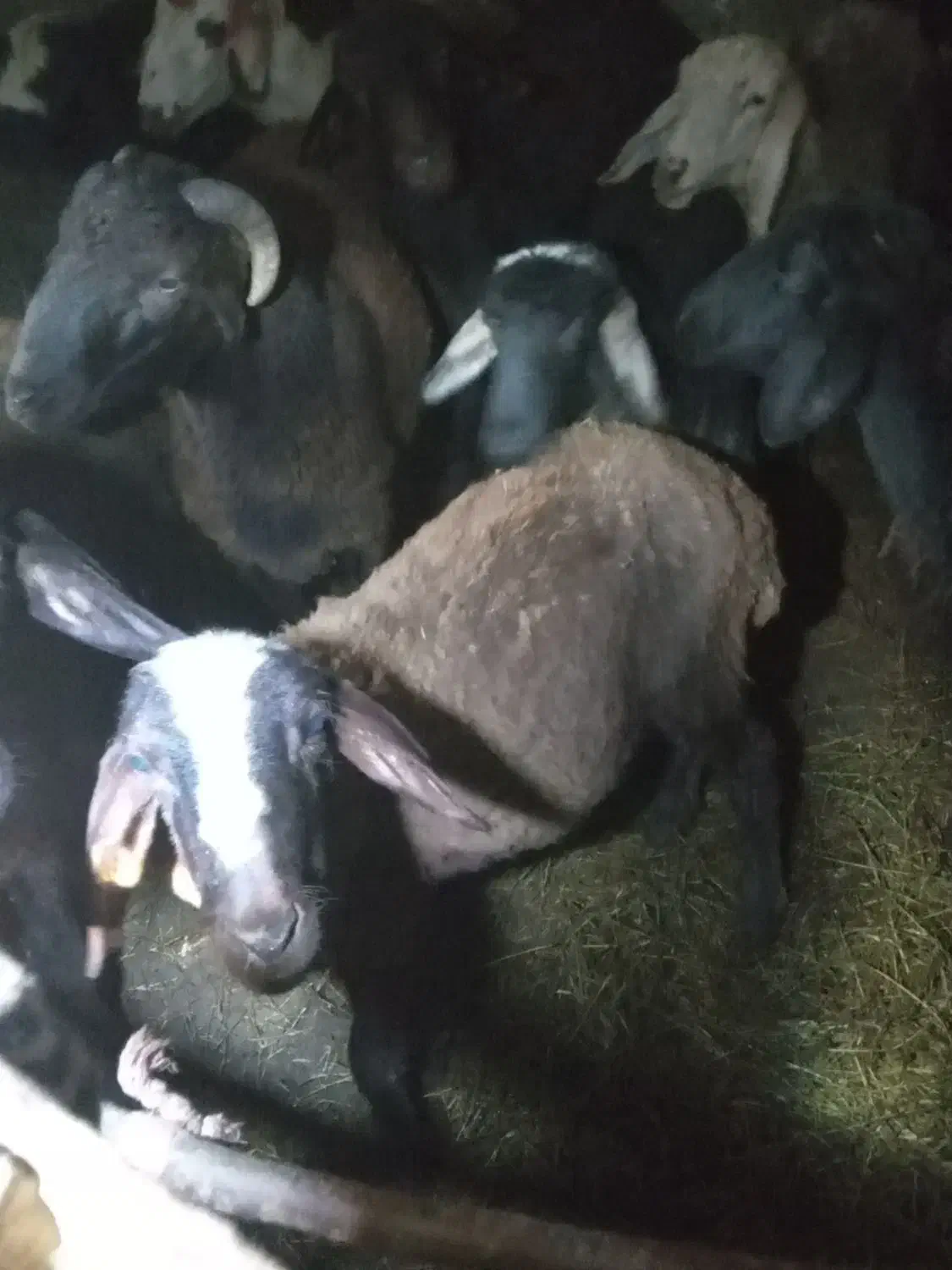 بره افشاری ماده|حیوانات مزرعه|دلند, |دیوار