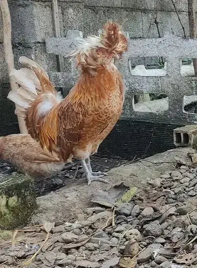 لهستانی پولند اصل|حیوانات مزرعه|رشت, احمد گوراب|دیوار