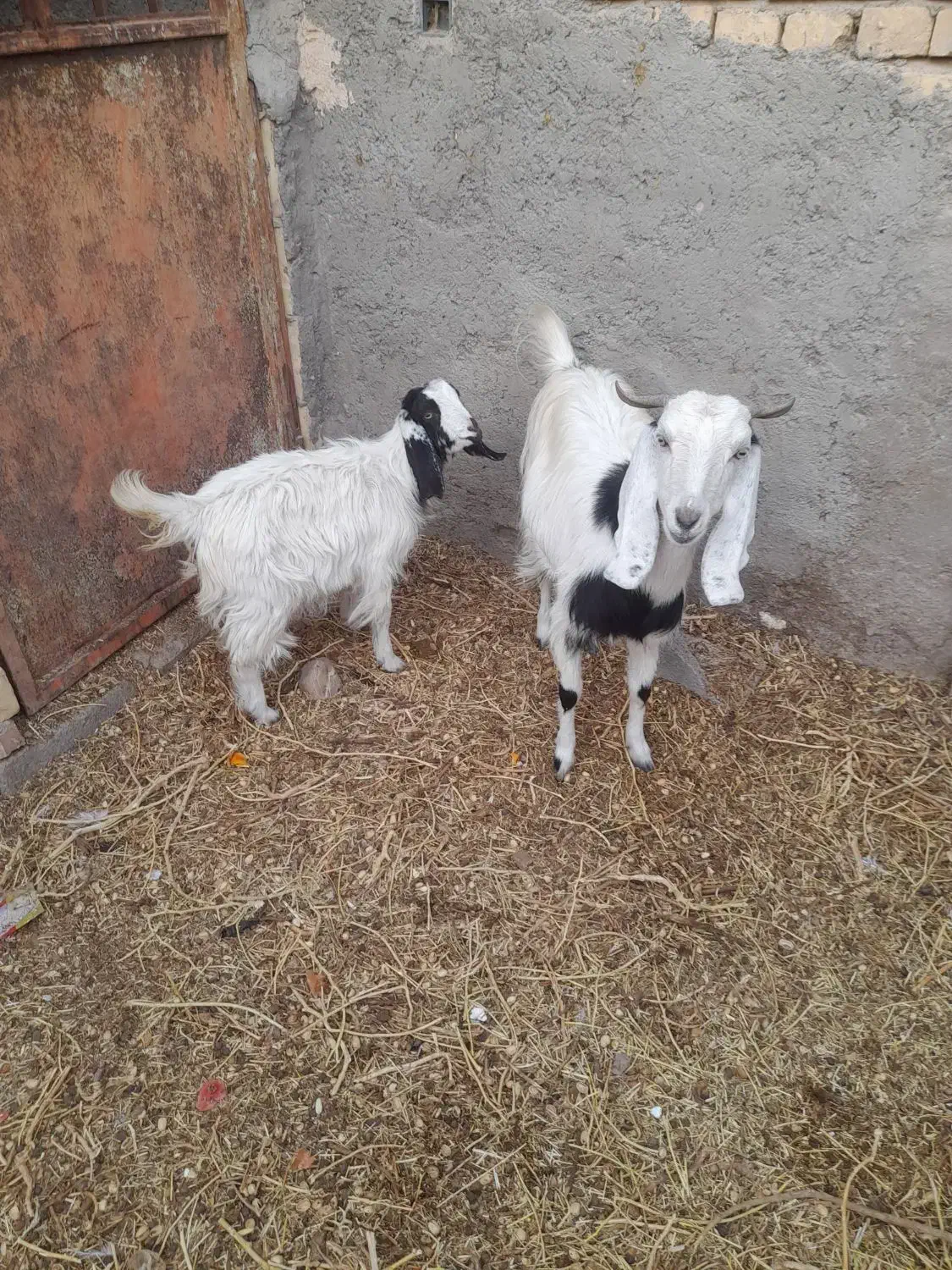 بز جوان آبستن با کره|حیوانات مزرعه|رفسنجان, |دیوار