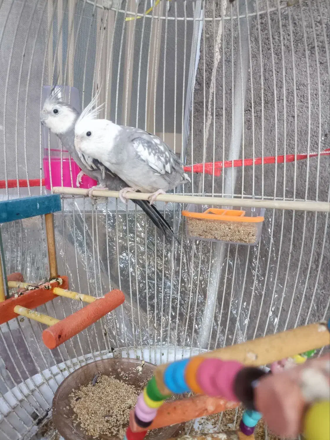 پرنده|پرنده|نیشابور, شهرک رسولی|دیوار