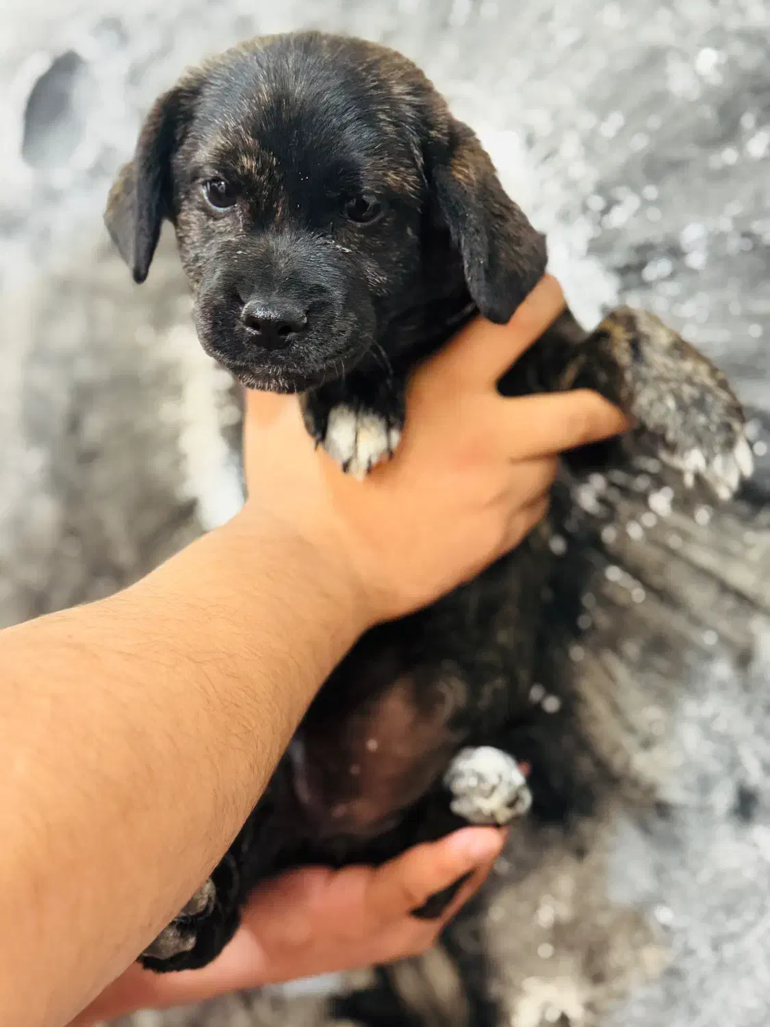 واگذاری پیکینیز تریر ۴ماهه سایز ریز|سگ|خرم‌آباد, |دیوار